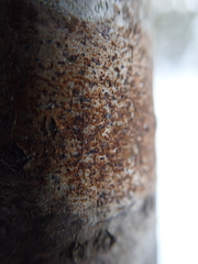 Arthoniomycetes