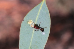 Podomyrma adelaidae