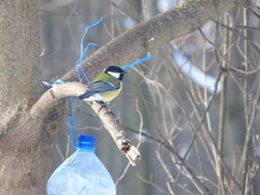 Parus major