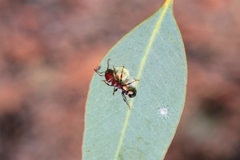 Podomyrma adelaidae