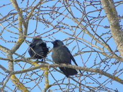 Corvus monedula