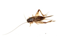 Modicogryllus frontalis