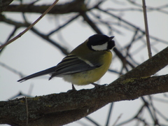 Parus major
