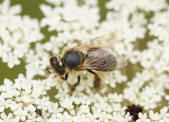 Apis mellifera