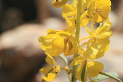 Senna venusta