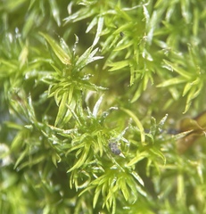 Eucladium verticillatum