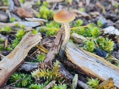 Psilocybe