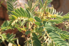 Senna venusta