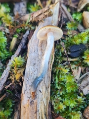 Psilocybe