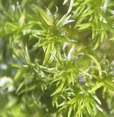 Eucladium verticillatum