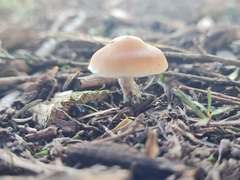 Psilocybe