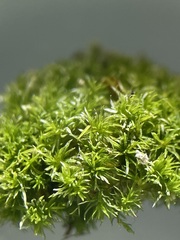 Eucladium verticillatum
