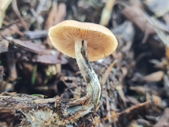 Psilocybe