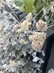 Helichrysum petiolare