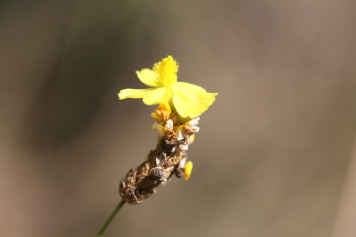 Image of Xyris complanata by (c) Benjamin Anderson, some rights reserved (CC BY)