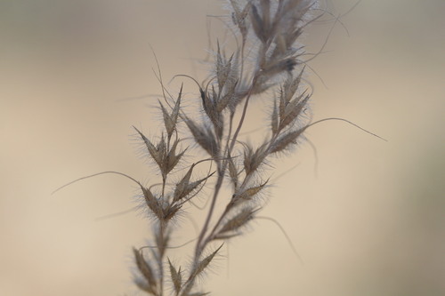 Eriachne sulcata observed 2022-07-24