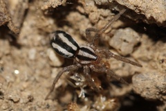 Cesonia