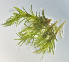 Eucladium verticillatum