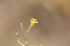 Goodenia bicolor