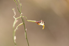 Goodenia bicolor