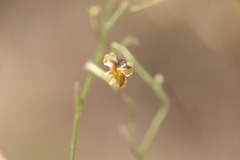 Goodenia bicolor