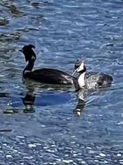 Podiceps cristatus australis