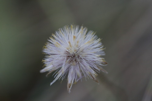 Blumea integrifolia, 2022-07-24
