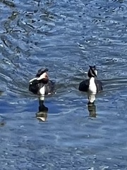 Podiceps cristatus australis