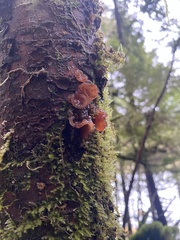 Phaeotremella foliacea