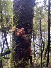 Phaeotremella foliacea