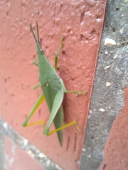 Atractomorpha lata
