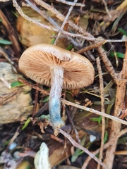Psilocybe