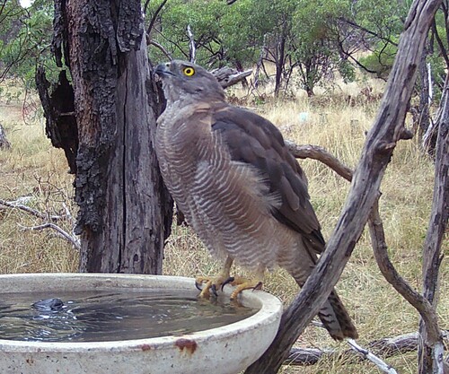 Brown Goshawk (Tachyspiza fasciata), photo 6