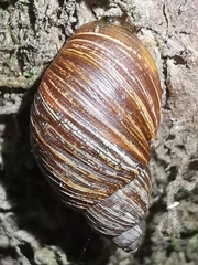 Bothriembryon tasmanicus