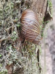 Bothriembryon tasmanicus