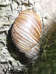 Bothriembryon tasmanicus