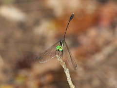 Nannophlebia eludens