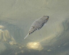 Tetractenos hamiltoni