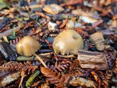 Psilocybe