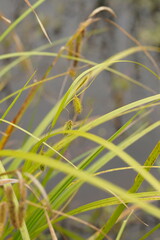 Carex fascicularis