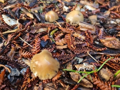 Psilocybe
