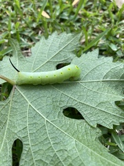 Theretra indistincta