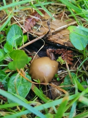 Psilocybe