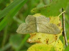 Scopula nigropunctata