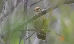Phaps elegans
