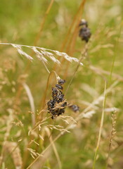 Lipotriches australica