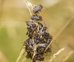 Lipotriches australica