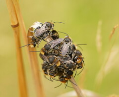 Lipotriches australica