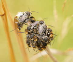 Lipotriches australica