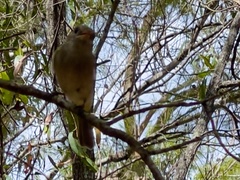 Colluricincla rufogaster